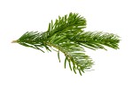 Branch,Of,Nordmann,Fir,Christmas,Tree.,Green,Spruce,Or,Pine